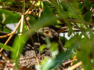 Amsel Amsel