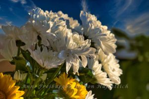 Chrysanthemen und Gerbera