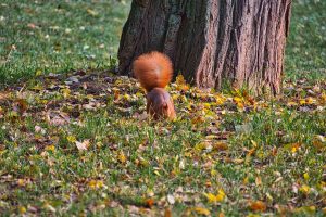 Eichhörnchen im Rosensteinpark