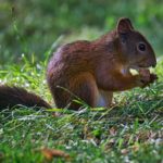 Eichhörnchen im Herbst im Rosensteinpark