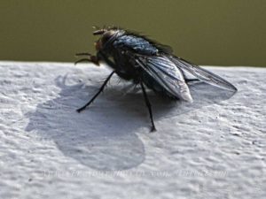 Fliege auf Balkonbrüstung