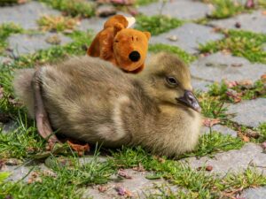 Fuchs und Gans