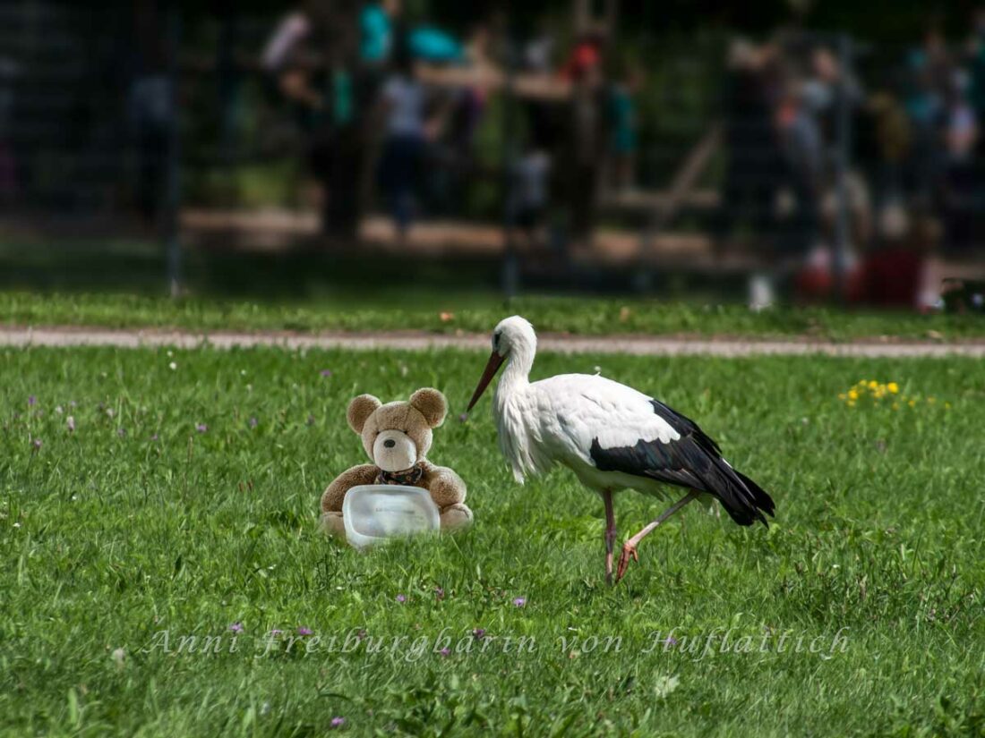 Käse im Kasten