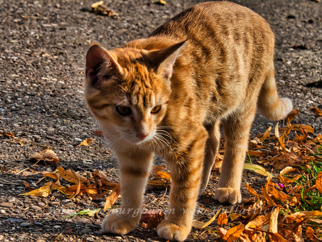 Rote Katze