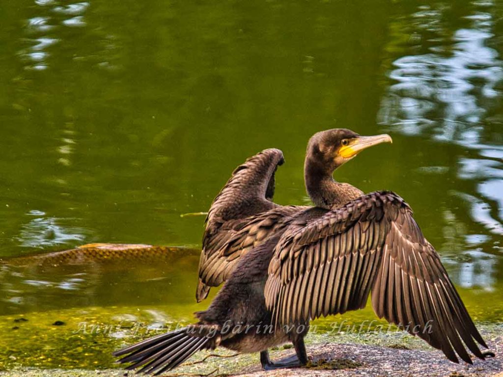 Kormoran im Rosensteinpark