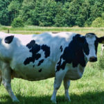 Niedersächsische Kuh