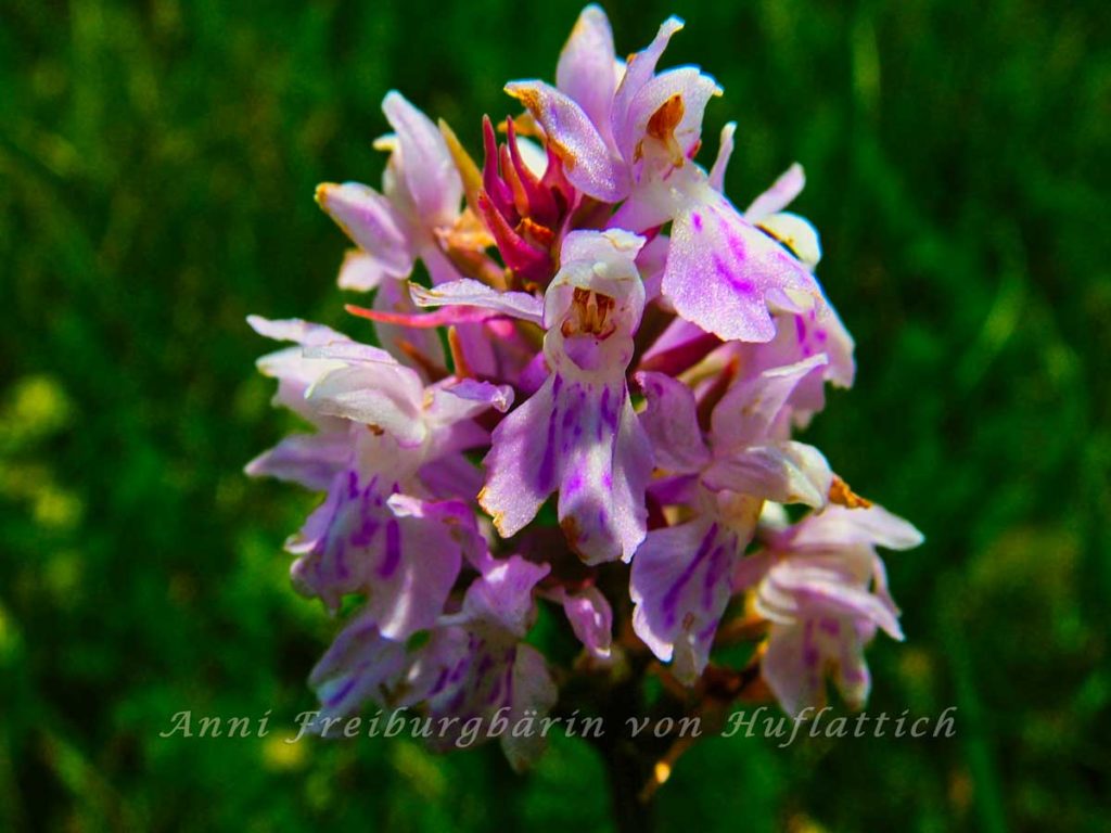 Orchideen für den heimischen Magerrasen
