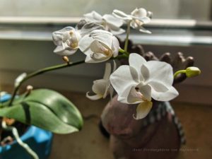 Miniorchidee