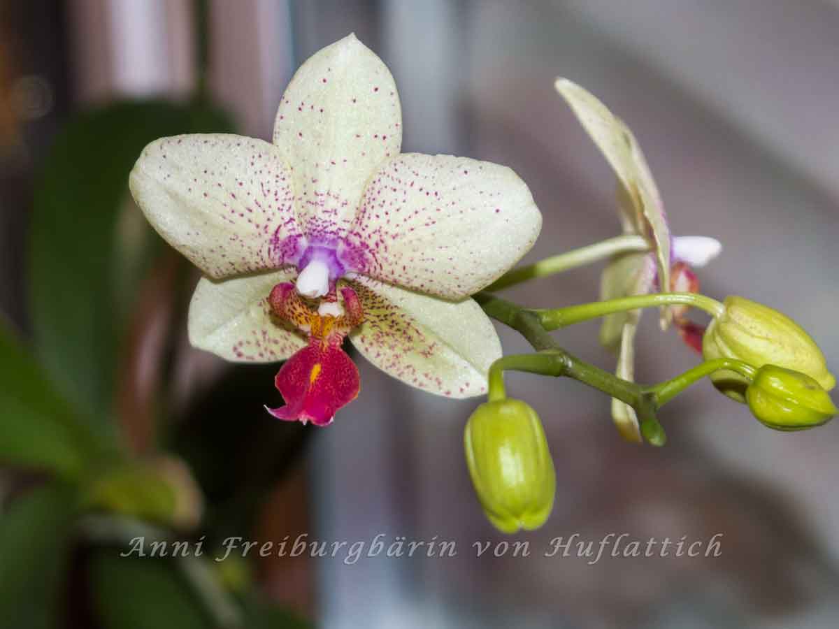 Farbenprächtige Orchidee