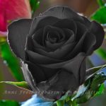 Rose in schwarz