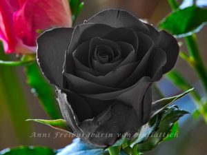 Rose in schwarz