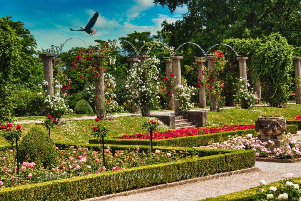 Rosengarten im Rosensteinpark