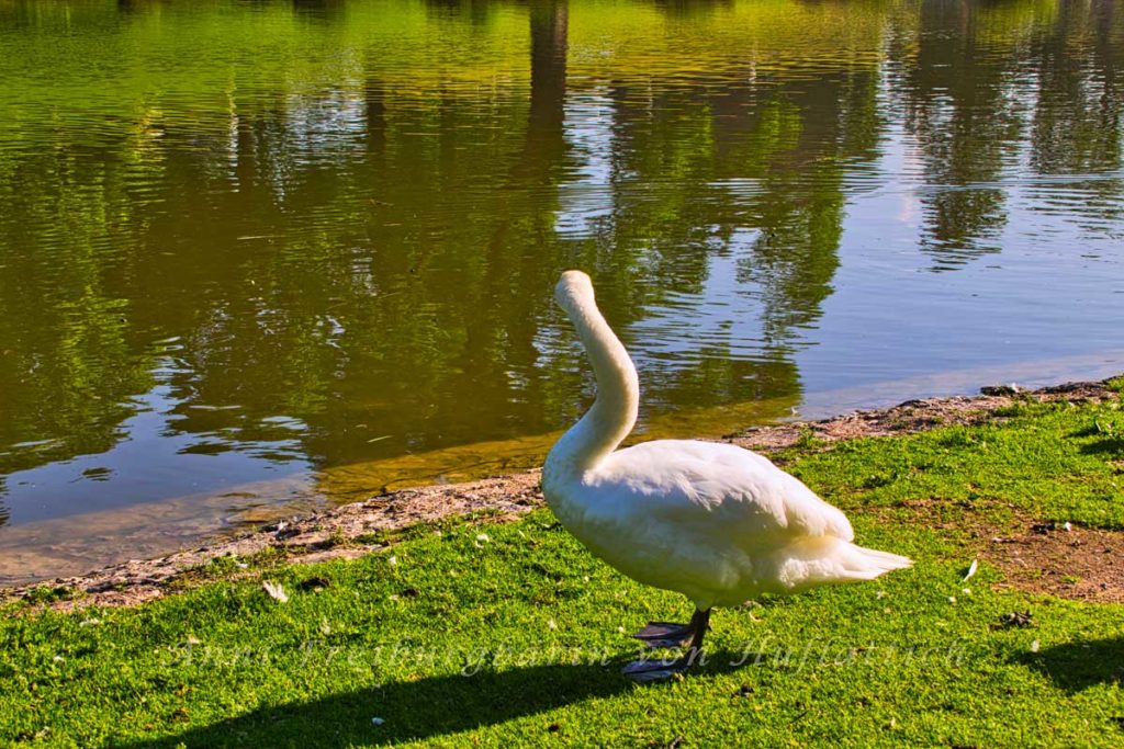 Der Rosensteinpark sieht heute ganz anders aus