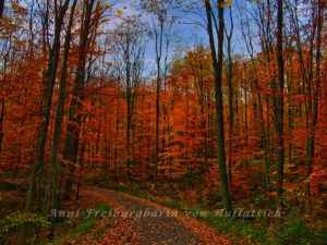 Roter Herbstwald