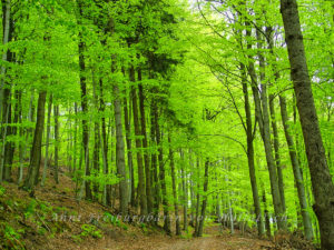 Frisch-grüner Wald