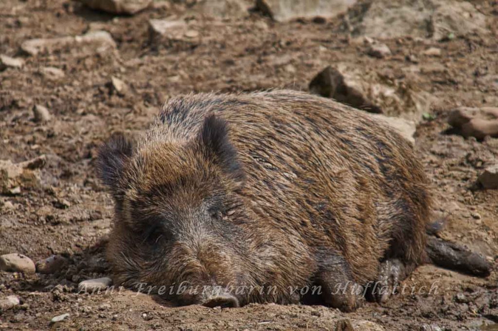 Deutsches Wildschwein in Gefahr