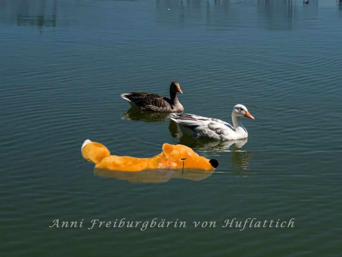 Fuchs und Gans