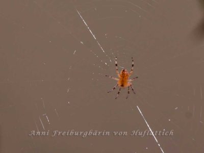 Die Spinne in ihrem Netz