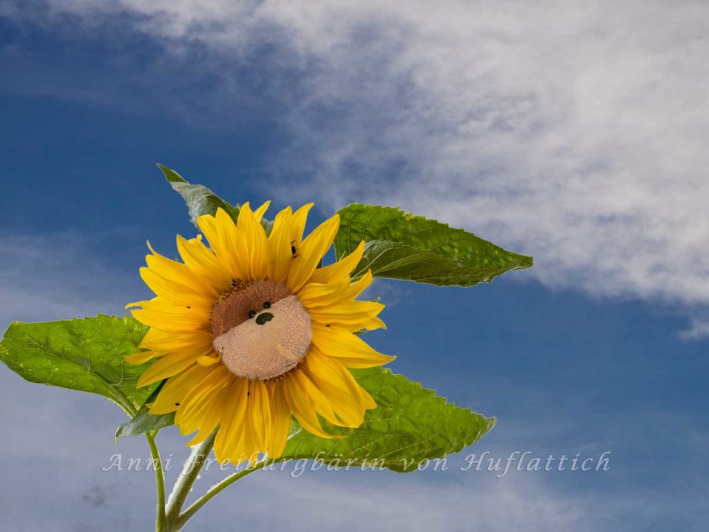 Lecker Sonnenblümkes